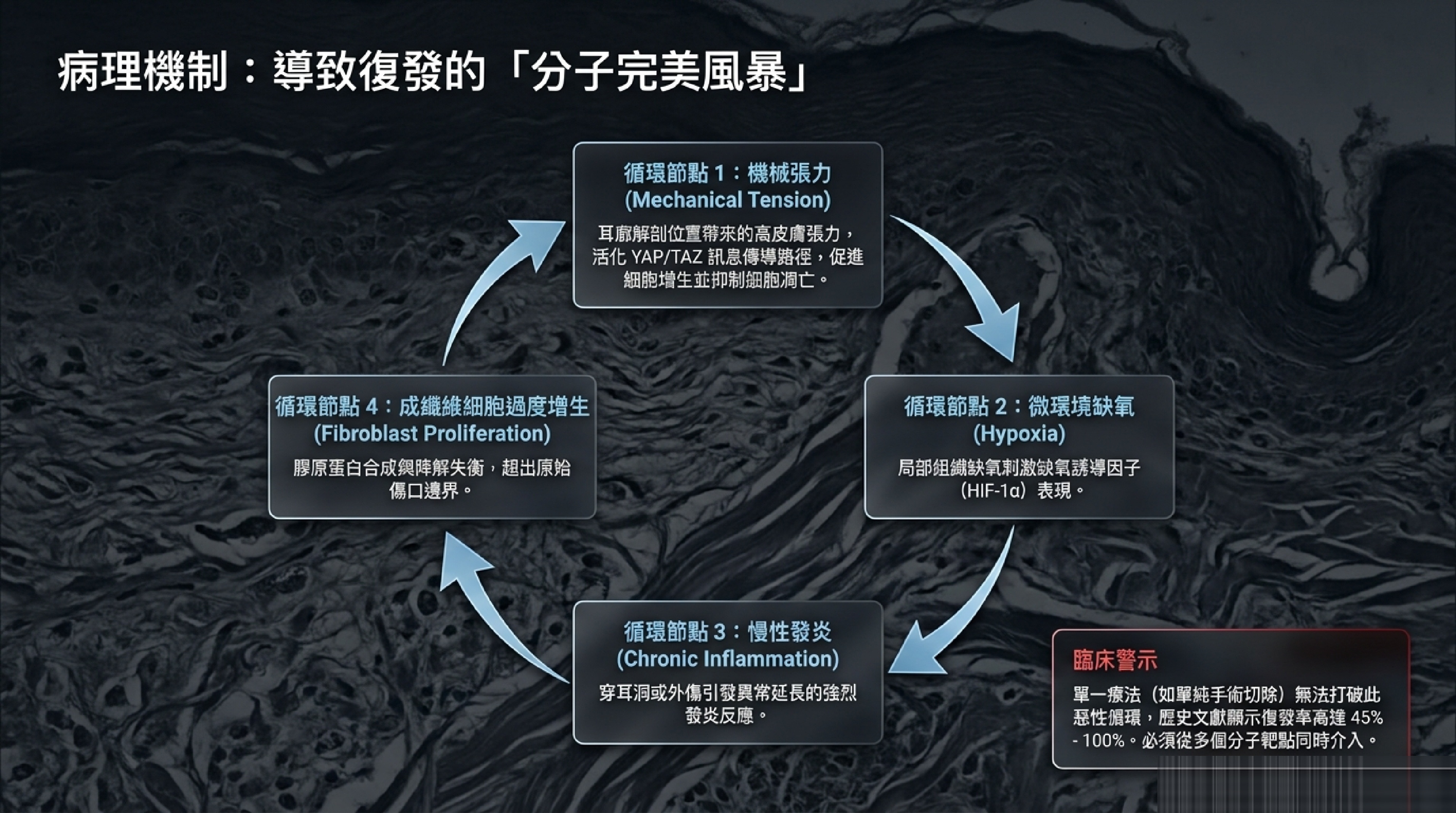 耳朵蟹足腫病理機制四循環：機械張力、微環境缺氧、慢性發炎、成纖維細胞過度增生